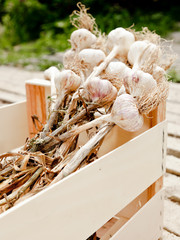 Fresh garlic cloves in a wooden crate or box