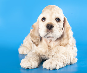 American Cocker Spaniel   puppy