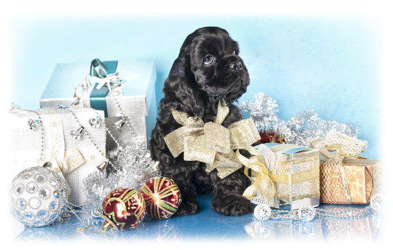 American Cocker Spaniel puppy and gifts christmas