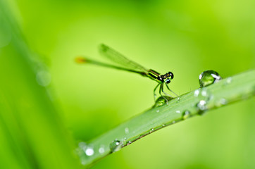 Fototapeta na wymiar stawowa lub mało dragonfly