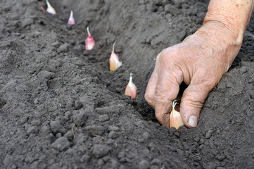 planting the garlic