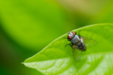 fly in green nature