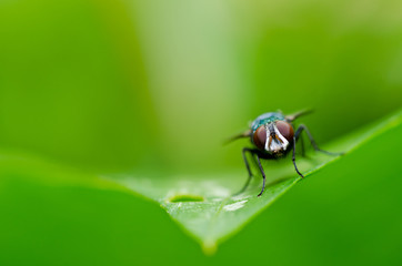 fly in green nature