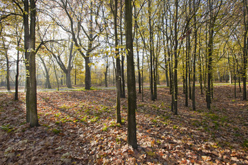 Amanecer en el bosque