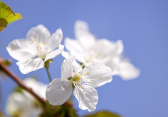 Fototapeta na wymiar Apricot blossoms against the blue sky