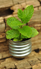 Grüne Energie - Minze in Glühbirne