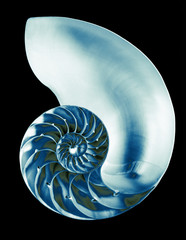 chambered nautilus shell, isolated