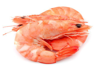 shrimps on white