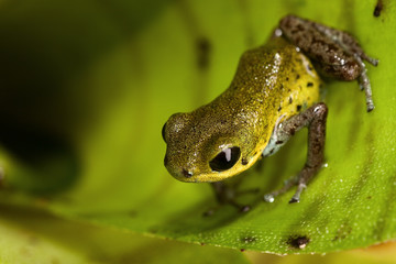 yellow poison dart frog