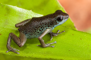 poison dart frog