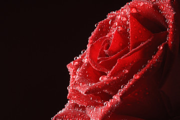 red rose in water drops