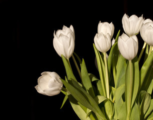 Tulipes blanches, fond carré noir