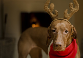 Beautiful female Vizsla dog dressed as a Christmas reindeer.