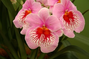 orchidea Miltonia e Miltoniopsis © spidermaan