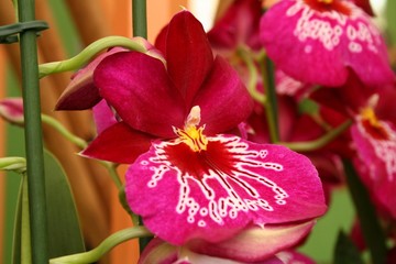orchidea Miltonia e Miltoniopsis