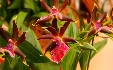 orchidea Odontoglossum