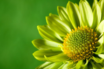 Chrysantemum flower over green backgrounds close-up shot with co