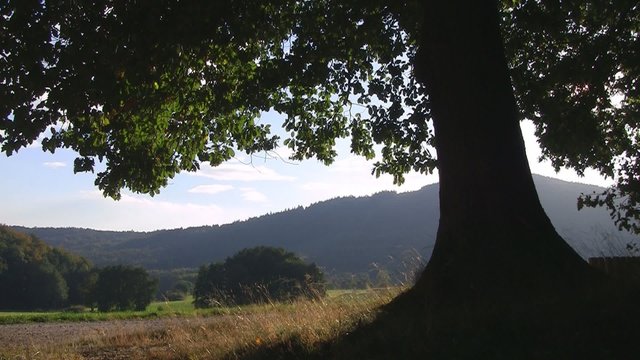 Baum am Feldrand