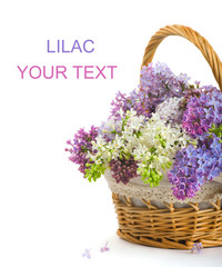 Lilacs in a basket on a white background