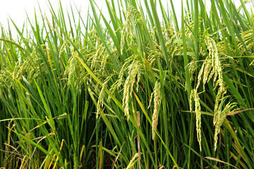 Paddy Rice