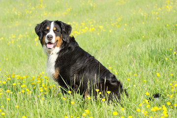 Bouvier bernois - Bernese Mountain Dog