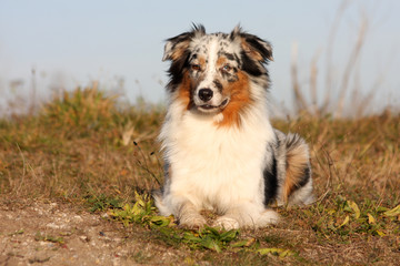 Australian Shepherd