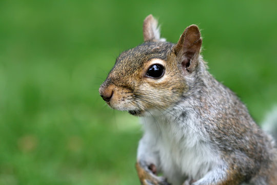 Squirrel