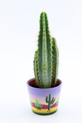 Cactus in vaso