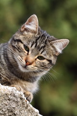 Close-up portrait of domestic cat over natural background