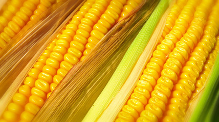 corn close-up
