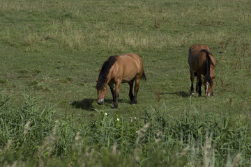 Polish horses