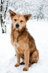Winter portrait of a dog