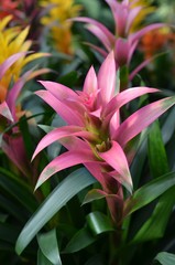 guzmania