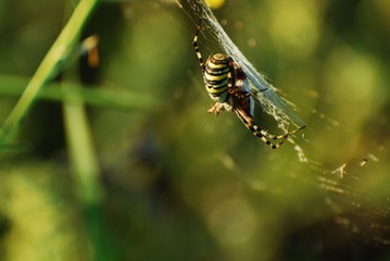 pająk tygrysi żeruje