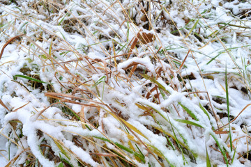 Grass covered with fresh snow