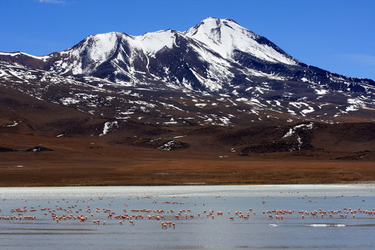 Flamingos on lake, Bolivia