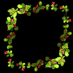 cherry blossom frame on black