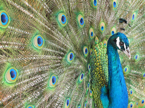 Fototapeta closeup of beautiful peacock