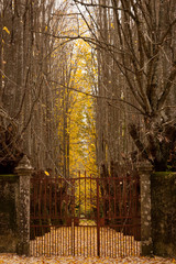 Gate to Autumn Forest