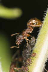 European fire ant (Myrmica rubra) harvesting on aphids