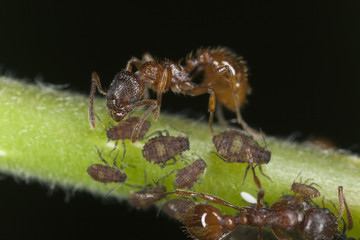 European fire ant (Myrmica rubra) harvesting on aphids