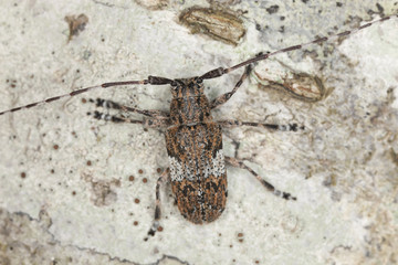 White-clouded longhorn beetle (Mesosa nebulosa)