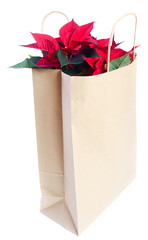 Poinsettia in paper bag  .