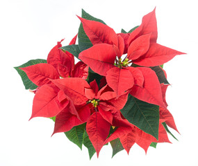 Poinsettia