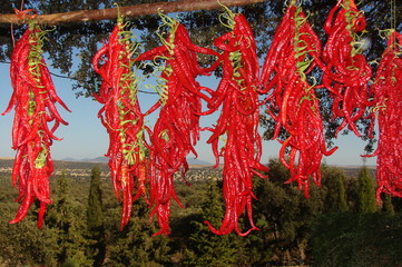 piments d'espagne