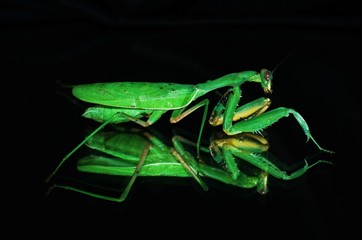 Mantis religiosa