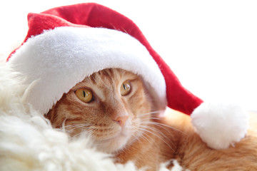 Obraz na płótnie Canvas Kot Imbir w christmas cap
