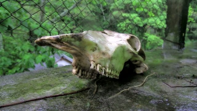 bull skull in the soil under the rain
