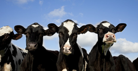 Holstein Calves in Pasture