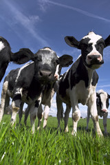 Holstein Calves in Pasture